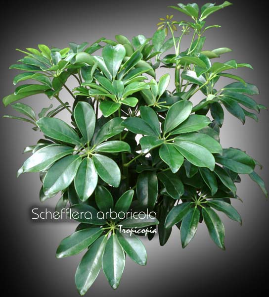 Schefflera - Schefflera arboricola - Hawaiian elf, Parasol plant